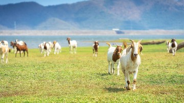 7 Fakta Unik Tentang Kambing, Salah Satu Hewan Kurban Idul Adha