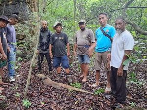 Komodo yang Pincang Tertabrak Kendaraan Dipasangi Mikrocip Komodo yang Pincang Tertabrak Kendaraan Dipasangi Mikrocip