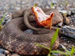 Ular Ini Punya Racun Kuat dan Mata Mirip Kucing, Perkenalkan Cottonmouth Ular Ini Punya Racun Kuat dan Mata Mirip Kucing, Perkenalkan Cottonmouth