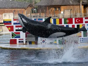 Kasihan, Orca Luntang-lantung Setelah Kebun Binatang Ditutup Kasihan, Orca Luntang-lantung Setelah Kebun Binatang Ditutup