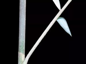 Baru Sekitar 10% Spesies Makhluk Hidup Teridentifikasi di Bumi, Terbaru Ada dari RI