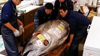 Penampakan Tuna Raksasa 276 Kg Terjual Rp 21 Miliar di Jepang