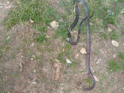 Tumit Lansia Digigit Ular Kobra, Meninggal Tak Sampai 2 Jam di RS