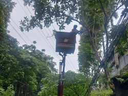 Tiga Kali Tumbang-Timpa Mobil, Pepohonan di Campuhan Ubud Ditebang