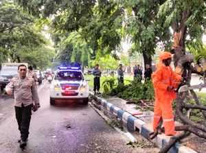 Pohon Sono di Sedati Sidoarjo Tumbang Timpa Pemotor