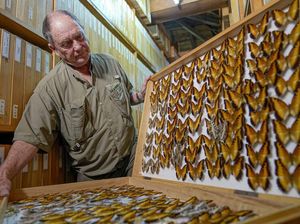 Potret Kolektor 4,2 Juta Kupu-kupu Mencari Ahli Waris