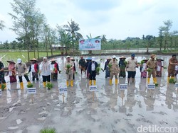 Wamentan Sudaryono Minta Masyarakat NTB Tanam Bibit Gamagora 7