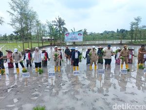 Wamentan Sudaryono Minta Masyarakat NTB Tanam Bibit Gamagora 7 Wamentan Sudaryono Minta Masyarakat NTB Tanam Bibit Gamagora 7