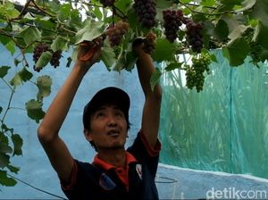 Upaya Hasbullah Ingin Kembalikan Predikat Probolinggo Sebagai Kota Anggur Upaya Hasbullah Ingin Kembalikan Predikat Probolinggo Sebagai Kota Anggur