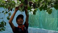 Budidaya Anggur di Probolinggo