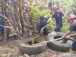Ular Piton 3 Meter di Parepare Dievakuasi Damkar Usai Mangsa Ayam Ternak