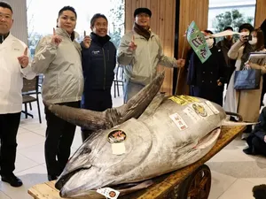 Edan! Tuna Sebesar Motor Ini Dihargai Rp 20,5 Miliar