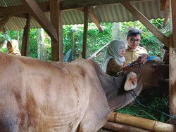 Imbas 470 Sapi Terjangkit PMK, Pasar Hewan di Tasikmalaya Ditutup