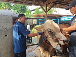 Tekan Penyebaran PMK, Banyuwangi Intensifkan Disinfeksi dan Vaksinasi