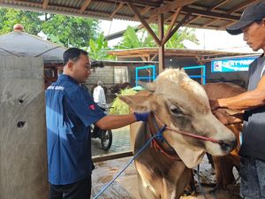 Tekan Penyebaran PMK, Banyuwangi Intensifkan Disinfeksi dan Vaksinasi Tekan Penyebaran PMK, Banyuwangi Intensifkan Disinfeksi dan Vaksinasi