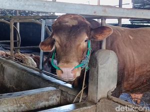 229 Sapi di Bandung Barat Terjangkit PMK, 4 Mati-14 Dipotong Paksa