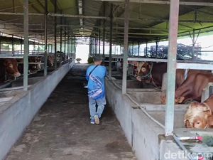 Video: Ratusan Sapi di Tasikmalaya Terjangkit PMK Video: Ratusan Sapi di Tasikmalaya Terjangkit PMK