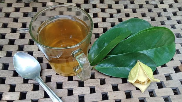 Soursop leaf tea is a healthy herbal medicine