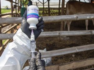 Apresiasi DPRD Jabar soal Vaksinasi Massal PMK untuk Hadapi Idul Adha