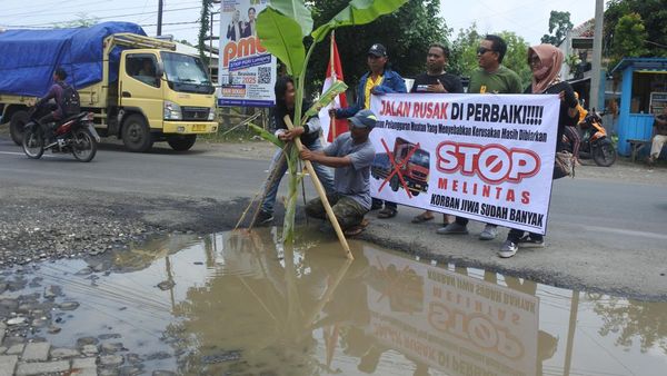 Penampakan Jalan Rusak di Jember Ditanami Pohon Pisang