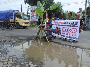 Penampakan Jalan Rusak di Jember Ditanami Pohon Pisang