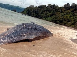Paus Mati di Pulau Kunti dan Legenda Si Ronda