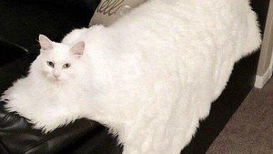 Uji Mata Anda, Hewan dan Benda Ini Menyatu dengan Sekitarnya