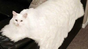 Uji Mata Anda, Hewan dan Benda Ini Menyatu dengan Sekitarnya