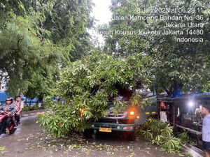 2 Pohon di Jakut Tumbang Akibat Tersangkut Truk Kontainer dan Mobil Proyek