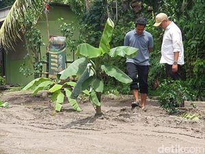 Protes Jalur Dukuhseti-Tayu Rusak, Warga Pati Tanam Pisang di Tengah Jalan Protes Jalur Dukuhseti-Tayu Rusak, Warga Pati Tanam Pisang di Tengah Jalan