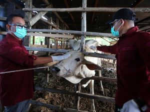 Mengintip Vaksinasi Sapi untuk Pencegahan PMK