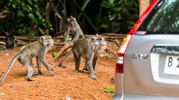 Monyet Serbu Kawasan PIK Karena Sering Diberi Makan