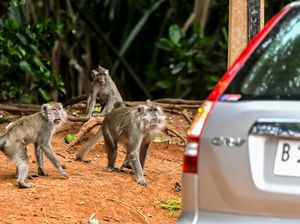 Monyet Serbu Kawasan PIK Karena Sering Diberi Makan Monyet Serbu Kawasan PIK Karena Sering Diberi Makan