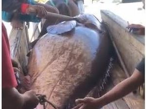 Viral Nelayan di Bima Tangkap Ikan Kerapu Raksasa 164 Kg Viral Nelayan di Bima Tangkap Ikan Kerapu Raksasa 164 Kg