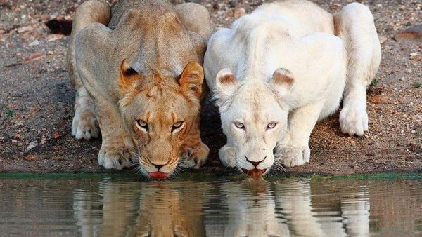 Penampakan Hewan Albino Langka Bikin Terpesona
