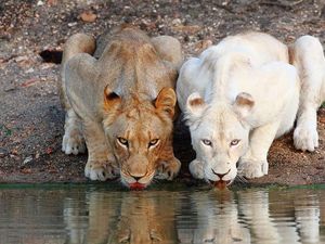 Penampakan Hewan Albino Langka Bikin Terpesona