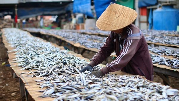 Produksi Ikan Asin di Muara Angke Menurun Akibat Cuaca Tidak Menentu