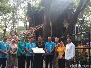 Pj Gubernur Beri Nama Bayi Jerapah di Ragunan Rajaka, Ini Artinya