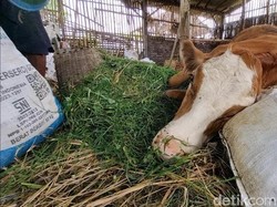 Bupati Ponorogo Tutup Pasar Hewan Antisipasi Penyebaran Virus PMK