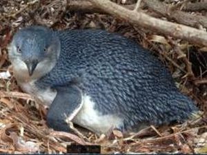Little Penguin di Aussie Hampir Punah, Warga Tuntut Larangan Perahu Wisata Little Penguin di Aussie Hampir Punah, Warga Tuntut Larangan Perahu Wisata