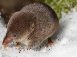 Unik! Hewan Ini Bisa Mengecilkan Otaknya Saat Musim Dingin