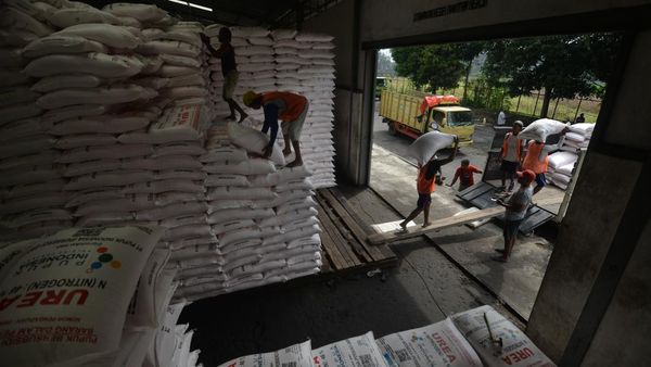 Distribusi 3.500 Ton Pupuk Subsidi untuk Dukung Swasembada Pangan