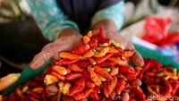 Duh! Harga Cabai Pedas Menggigit