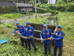 Cerita Warga Temukan Ular Piton 4 Meter Ngumpet di Kolam Grabag Magelang