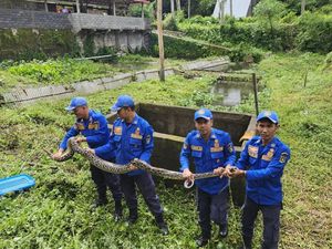 Cerita Warga Temukan Ular Piton 4 Meter Ngumpet di Kolam Grabag Magelang Cerita Warga Temukan Ular Piton 4 Meter Ngumpet di Kolam Grabag Magelang