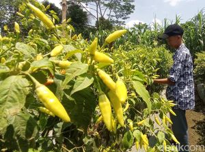 Celoteh Petani Muda Tasik, Biar Kulit Hitam tapi Dompet Isinya Merah-merah Celoteh Petani Muda Tasik, Biar Kulit Hitam tapi Dompet Isinya Merah-merah