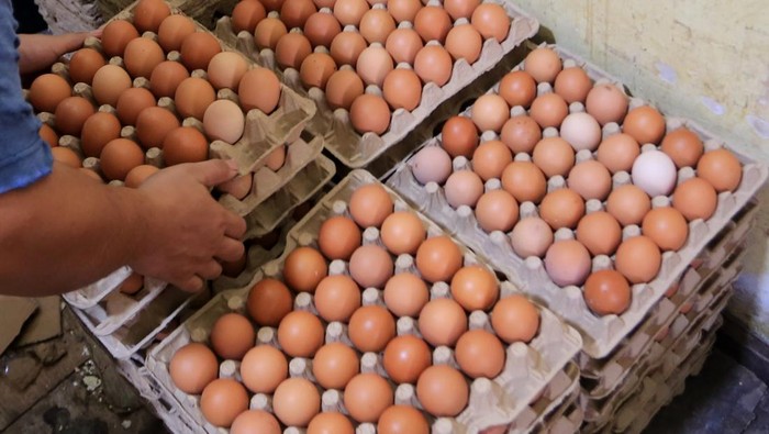 Harga telur ayam naik di Aceh Barat harga telur