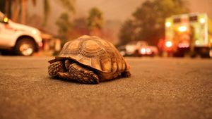 Hewan-hewan Dievakuasi dari Kebakaran Hutan California