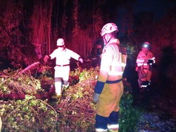 Pohon Tumbang Akibat Hujan Angin di Baranangsiang Bogor, Sempat Tutup Jalan