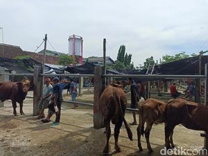 Jual Beli Sapi di Pasar Hewan Kota Blitar Lesu gegara PMK Jual Beli Sapi di Pasar Hewan Kota Blitar Lesu gegara PMK